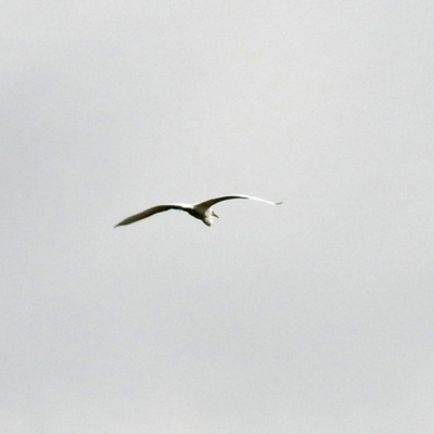 Egretta garzetta (Little Egret) at Fyshwick, ACT - 3 Jan 2019 by RodDeb