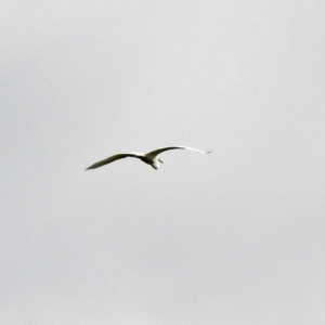 Egretta garzetta at Fyshwick, ACT - 3 Jan 2019