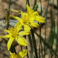 Tricoryne elatior (Yellow Rush Lily) at Deakin, ACT - 4 Jan 2019 by Mike