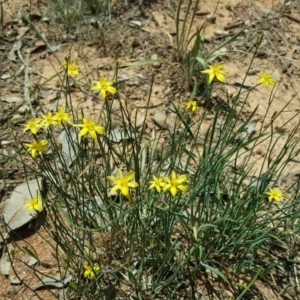 Tricoryne elatior at Deakin, ACT - 4 Jan 2019 02:35 PM