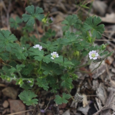 Geranium solanderi var. solanderi (Native Geranium) at Gundaroo, NSW - 30 Dec 2018 by MaartjeSevenster