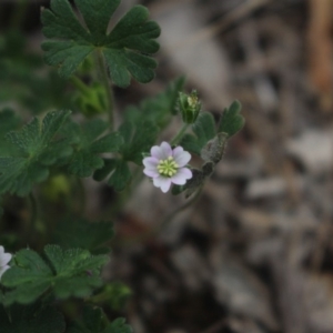 Geranium solanderi var. solanderi at Gundaroo, NSW - 30 Dec 2018 10:19 AM