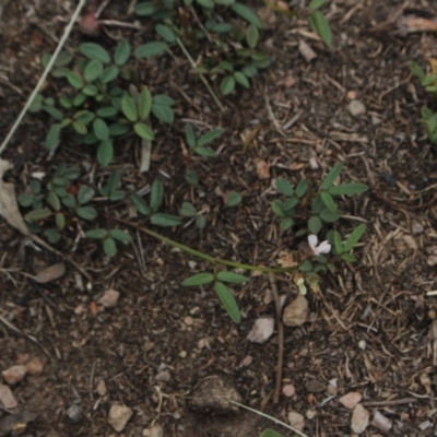 Grona varians (Slender Tick-Trefoil) at MTR591 at Gundaroo - 29 Dec 2018 by MaartjeSevenster