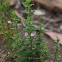Scutellaria humilis (Dwarf Skullcap) at Gundaroo, NSW - 30 Dec 2018 by MaartjeSevenster