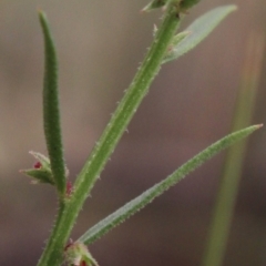 Haloragis heterophylla (Variable Raspwort) at Gundaroo, NSW - 31 Dec 2018 by MaartjeSevenster