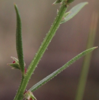 Haloragis heterophylla (Variable Raspwort) at Gundaroo, NSW - 31 Dec 2018 by MaartjeSevenster