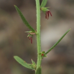Haloragis heterophylla at Gundaroo, NSW - 31 Dec 2018