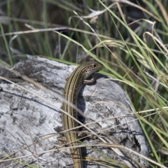 Ctenotus robustus (Robust Striped-skink) at Dunlop, ACT - 3 Jan 2019 by AlisonMilton