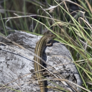 Ctenotus robustus at Dunlop, ACT - 4 Jan 2019