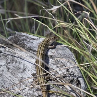 Ctenotus robustus (Robust Striped-skink) at Dunlop, ACT - 4 Jan 2019 by AlisonMilton