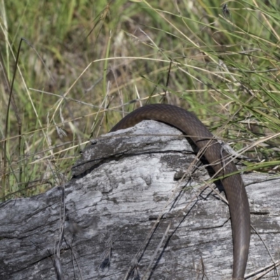 Pseudonaja textilis (Eastern Brown Snake) at Dunlop, ACT - 4 Jan 2019 by AlisonMilton