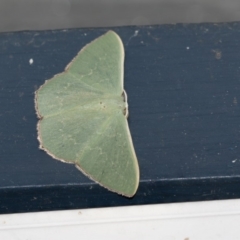 Prasinocyma semicrocea (Common Gum Emerald moth) at Higgins, ACT - 4 Jan 2019 by AlisonMilton