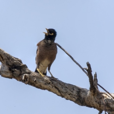 Acridotheres tristis (Common Myna) at Weetangera, ACT - 4 Jan 2019 by AlisonMilton