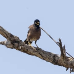 Acridotheres tristis at Weetangera, ACT - 4 Jan 2019