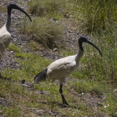 Threskiornis molucca (Australian White Ibis) at Belconnen, ACT - 4 Jan 2019 by AlisonMilton