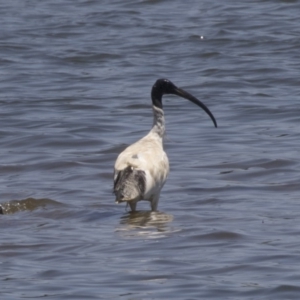 Threskiornis molucca at Belconnen, ACT - 4 Jan 2019 11:39 AM