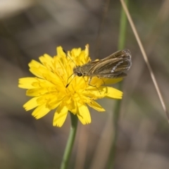 Taractrocera papyria (White-banded Grass-dart) at The Pinnacle - 3 Jan 2019 by Alison Milton