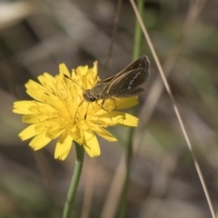 Taractrocera papyria at Dunlop, ACT - 4 Jan 2019 08:43 AM