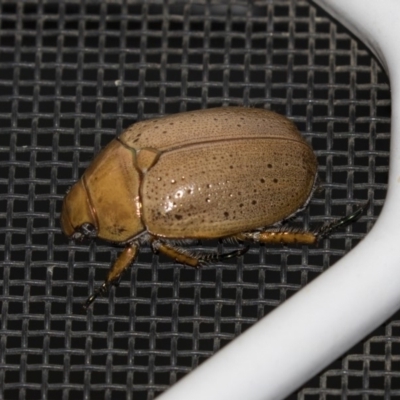 Anoplognathus pallidicollis (Cashew beetle) at Higgins, ACT - 4 Jan 2019 by AlisonMilton