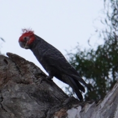 Callocephalon fimbriatum (Gang-gang Cockatoo) at Hughes, ACT - 4 Jan 2019 by JackyF