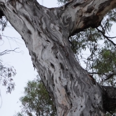 Callocephalon fimbriatum at Hughes, ACT - 4 Jan 2019