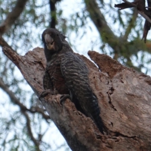 Callocephalon fimbriatum at Hughes, ACT - 4 Jan 2019