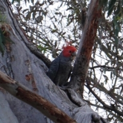 Callocephalon fimbriatum (Gang-gang Cockatoo) at Hughes, ACT - 4 Jan 2019 by JackyF