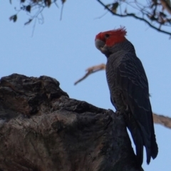 Callocephalon fimbriatum (Gang-gang Cockatoo) at GG57 - 4 Jan 2019 by JackyF