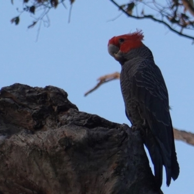 Callocephalon fimbriatum (Gang-gang Cockatoo) at GG139 - 4 Jan 2019 by JackyF