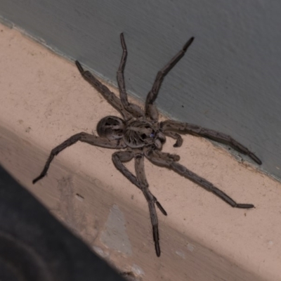 Tasmanicosa sp. (genus) (Unidentified Tasmanicosa wolf spider) at Higgins, ACT - 4 Jan 2019 by AlisonMilton