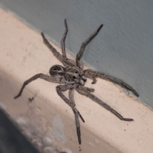 Tasmanicosa sp. (genus) at Higgins, ACT - 4 Jan 2019