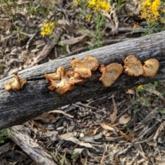 Lentinus arcularius (Fringed Polypore) at Red Hill, ACT - 2 Jan 2019 by JackyF