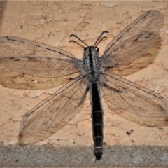 Heoclisis fundata (Antlion lacewing) at Wanniassa, ACT - 4 Jan 2019 by JohnBundock