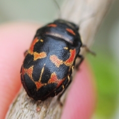 Choerocoris variegatus (Variable Jewel Bug) at Cotter River, ACT - 31 Dec 2018 by Harrisi