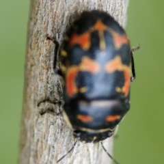 Choerocoris variegatus at Cotter River, ACT - 31 Dec 2018 02:13 PM