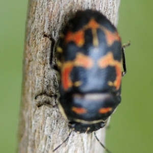 Choerocoris variegatus at Cotter River, ACT - 31 Dec 2018