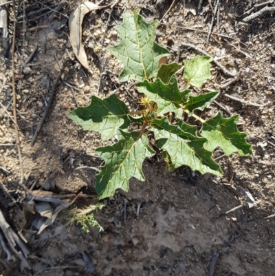 Solanum cinereum (Narrawa Burr) at Chapman, ACT - 4 Jan 2019 by jeremyahagan