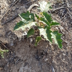 Solanum cinereum at Chapman, ACT - 5 Jan 2019 08:29 AM