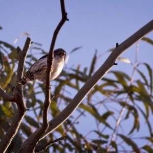 Daphoenositta chrysoptera at Sutton, NSW - 2 Jan 2019 07:04 AM