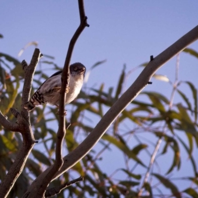 Daphoenositta chrysoptera (Varied Sittella) at Sutton, NSW - 2 Jan 2019 by GlennMcMellon