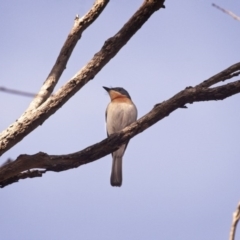 Myiagra rubecula (Leaden Flycatcher) at Mulligans Flat - 15 Dec 2018 by GlennMcMellon