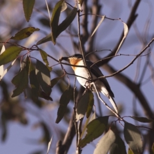 Myiagra rubecula at Amaroo, ACT - 16 Dec 2018 07:23 AM