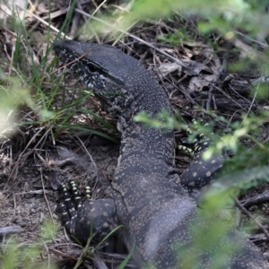 Varanus rosenbergi at Greenway, ACT - 29 Dec 2018