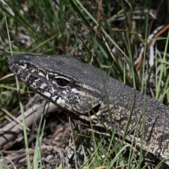 Varanus rosenbergi at Greenway, ACT - 29 Dec 2018