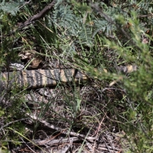 Varanus rosenbergi at Greenway, ACT - 29 Dec 2018