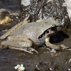 Litoria lesueuri (Lesueur's Tree-frog) at Tennent, ACT - 2 Nov 2018 by HarveyPerkins