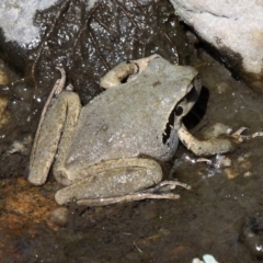 Litoria lesueuri at Tennent, ACT - 3 Nov 2018 10:00 AM