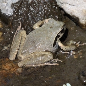 Litoria lesueuri at Tennent, ACT - 3 Nov 2018 10:00 AM