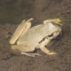 Litoria lesueuri at Tennent, ACT - 3 Nov 2018 10:00 AM