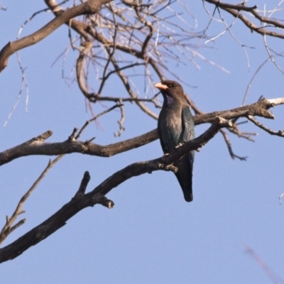 Eurystomus orientalis (Dollarbird) at Mulligans Flat - 4 Jan 2019 by GlennMcMellon